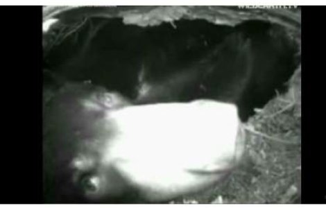  Video  Lily, ursuletul vedeta, a nascut live