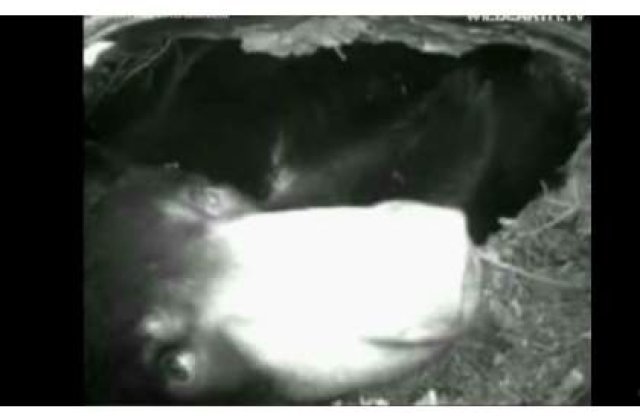 [VIDEO] Lily, ursuletul vedeta, a nascut live