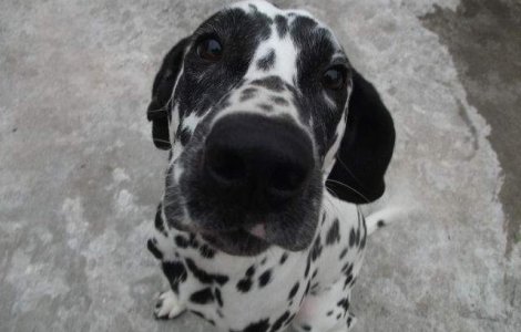 DOGTV, prima televiziune dedicata cainilor, se lanseaza in SUA