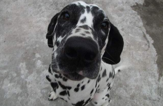 DOGTV, prima televiziune dedicata cainilor, se lanseaza in SUA