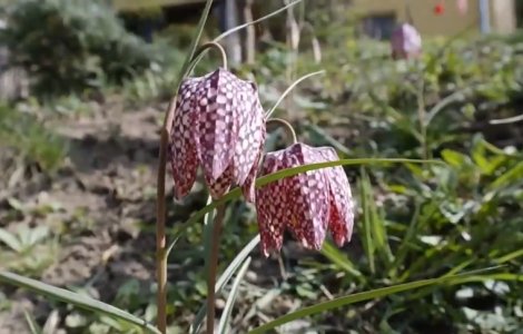 Floare înscrisă în Cartea Roșie a răsărit într-o pădure de lângă Bistrița