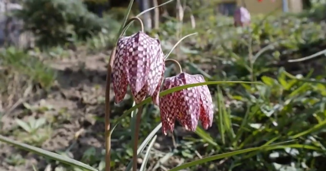 Floare înscrisă în Cartea Roșie a răsărit într-o pădure de lângă Bistrița