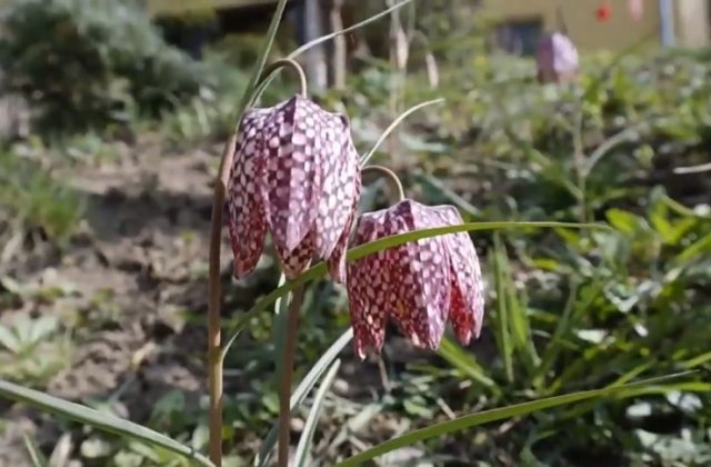 Floare extrem de rară, răsărită într-o pădure de lângă Bistrița. Oamenii au parcurs sute de km ca să o admire