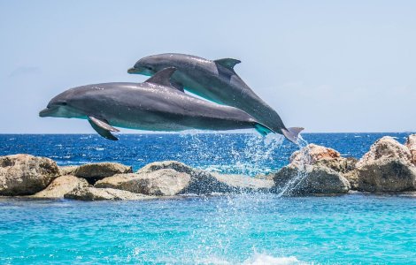 Mai mulți pești și cel puțin 80 de delfini, găsiți morți pe o plajă din Ghana