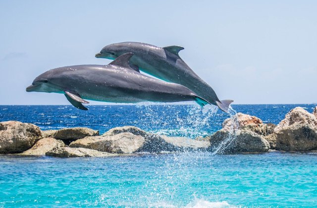 Un număr mare de pești și cel puțin 80 de delfini, găsiți morți pe o plajă din Ghana