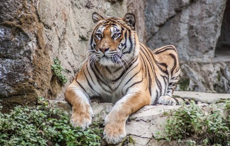  Top  Pe cât de frumoase, pe atât de rare: 6 specii de animale pe cale de dispariție