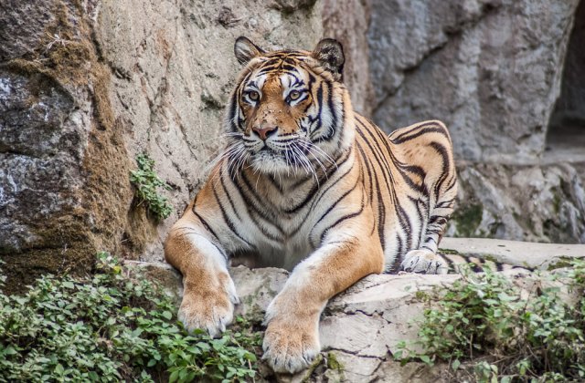 Pe cât de frumoase, pe atât de rare: 6 specii de animale pe cale de dispariție