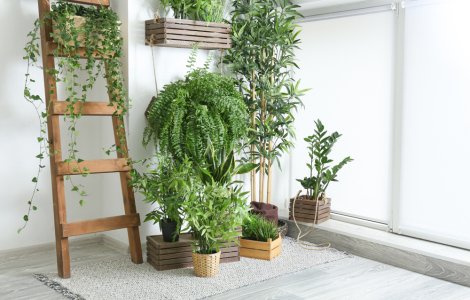  Top  4 motive pentru care plantele sunt cadoul perfect pe timp de pandemie