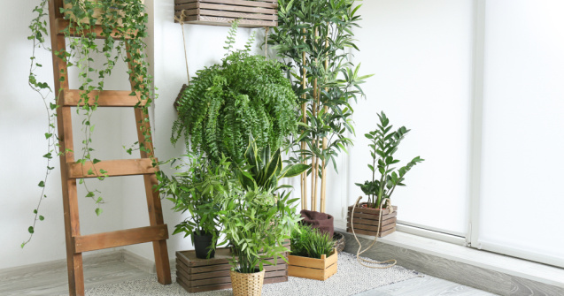  Top  4 motive pentru care plantele sunt cadoul perfect pe timp de pandemie