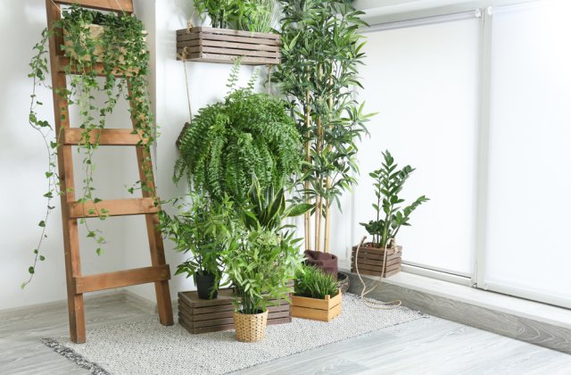 Plantele, cadou unic pe timp de pandemie: 4 motive pentru care să i le oferi cuiva drag