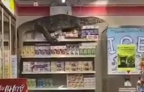 VIDEO O șopârlă de doi metri a intrat într-un magazin din Thailanda