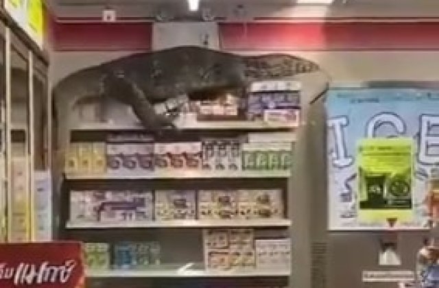 VIDEO O șop&acirc;rlă de doi metri a intrat &icirc;ntr-un magazin din Thailanda
