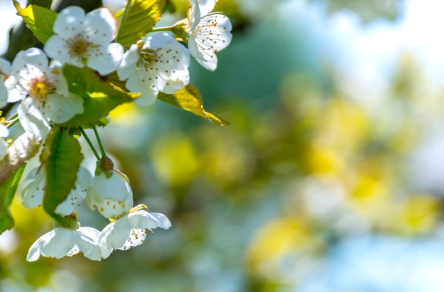 Prognoza meteo, 12 aprilie 2021. Meteorologii anunță vreme caldă, specifică acestei perioade