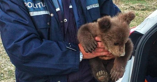 Un pui de urs de o lună a fost găsit pe marginea drumului, în Vrancea