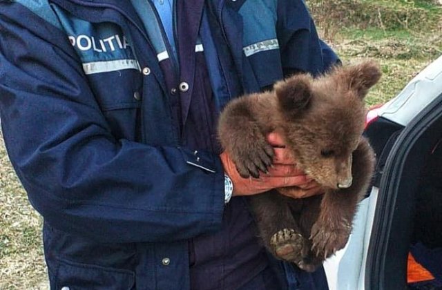 Un pui de urs de o lună a fost găsit pe marginea drumului, în Vrancea