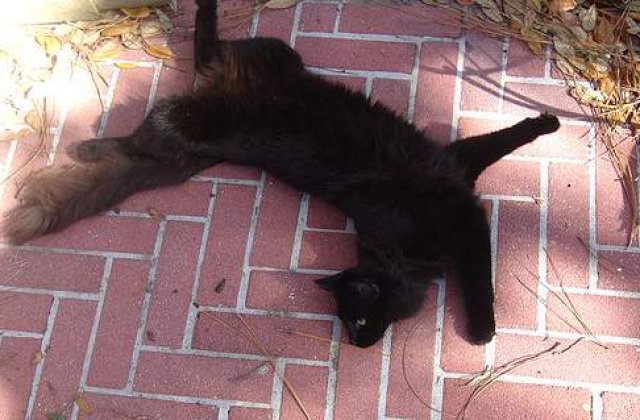 [VIDEO] Felina razboinica. O pisica a pus pe fuga un pui de urs