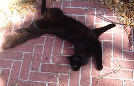  Video  Felina razboinica. O pisica a pus pe fuga un pui de urs