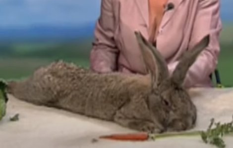 A fost furat cel mai mare iepure din lume!