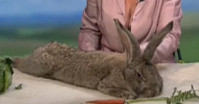 A fost furat cel mai mare iepure din lume!