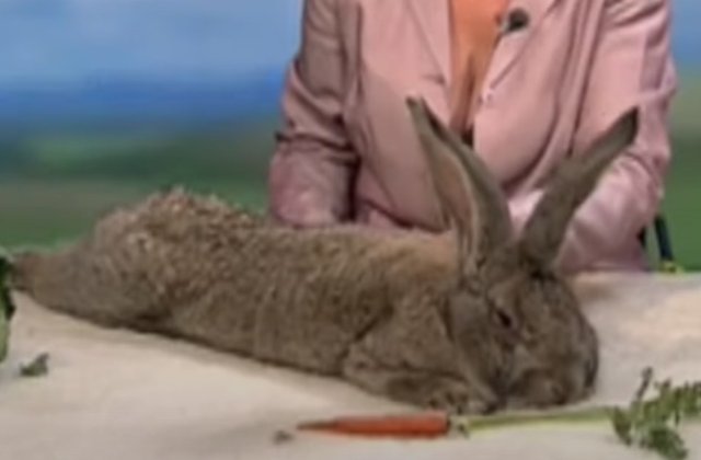 A fost furat cel mai mare iepure din lume!