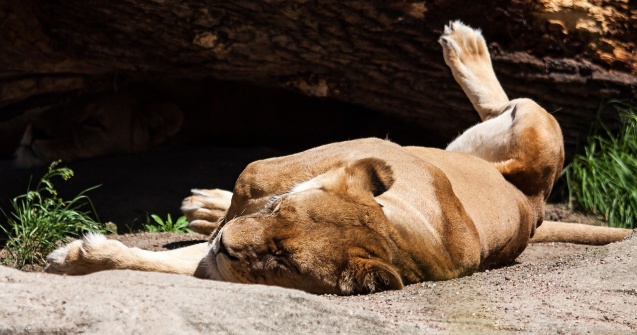A început mutarea animalelor din Grădina Zoologică Timişoara