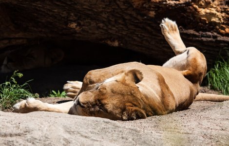 A început mutarea animalelor din Grădina Zoologică Timişoara