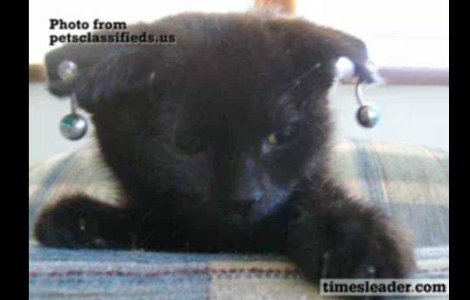  Video  Stapana "pisicilor gotice" a fost arestata