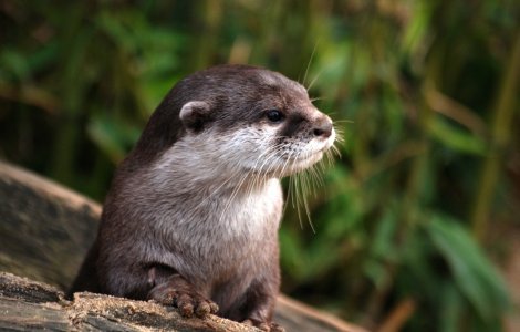 Virusul nu afectează doar oamenii! Mai multe vidre au fost testate pozitiv