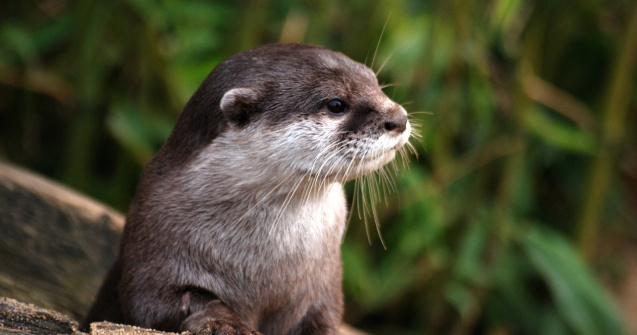 Virusul nu afectează doar oamenii! Mai multe vidre au fost testate pozitiv