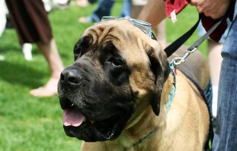 A fost ucis de cainii pe care i-a salvat de la moarte