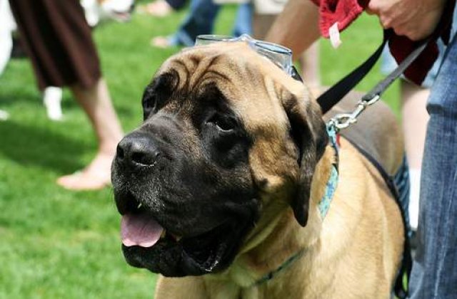 A fost ucis de cainii pe care i-a salvat de la moarte