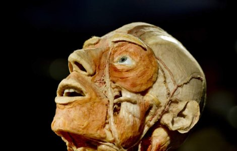 Expozitia "The Human Body", un succes fulminant