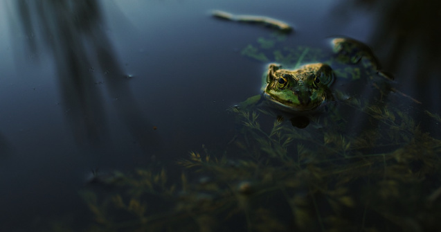 Specie nouă de broască, descoperită într-un parc natural din Amazonia