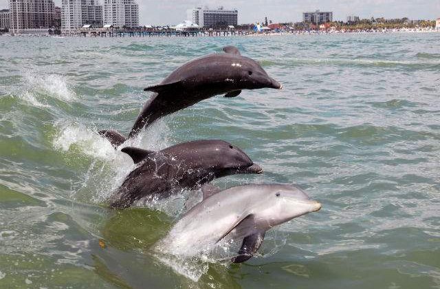 Delfinii au cea mai buna memorie sociala dintre animale