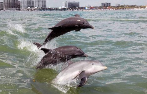 Delfinii au cea mai buna memorie sociala dintre animale