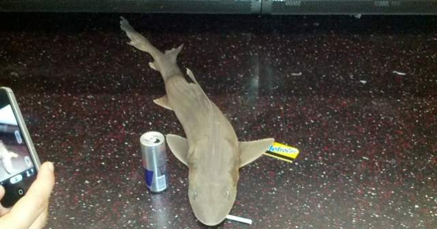 Un rechin a fost descoperit intr-un vagon de metrou din New York