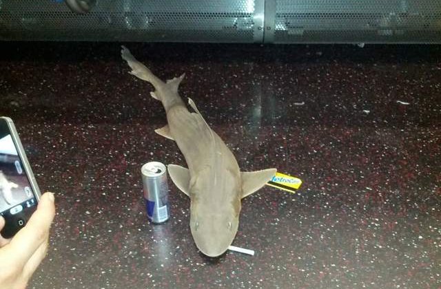 Un rechin a fost descoperit intr-un vagon de metrou din New York