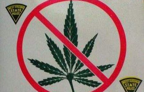 Guvernul a interzis 36 de plante si substante etnobotanice