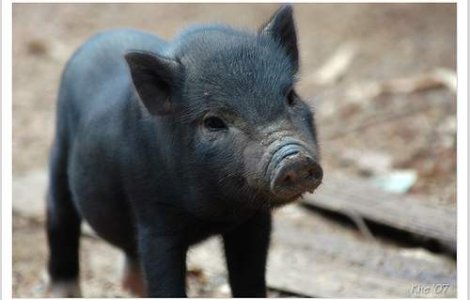 Londra a facut teste cu explozibili pe porci, pentru a salva vieti in Irak si Afganistan