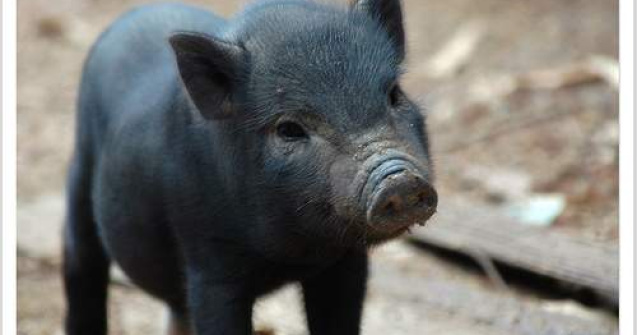 Londra a facut teste cu explozibili pe porci, pentru a salva vieti in Irak si Afganistan