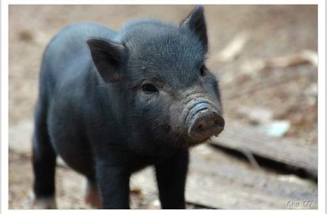 Londra a facut teste cu explozibili pe porci, pentru a salva vieti in Irak si Afganistan