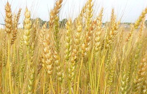 Romania are in acest an cea mai mare productie de grau si secara din ultimii opt ani