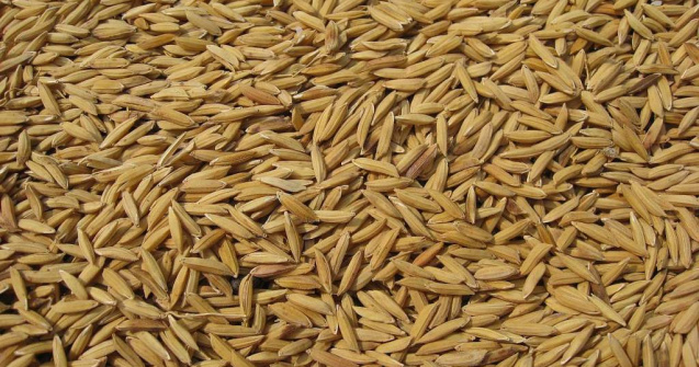 Guvernul nu vrea sa renunte la taxarea inversa pentru cereale pana in anul 2018