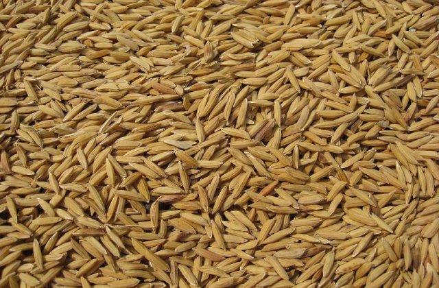 Guvernul nu vrea sa renunte la taxarea inversa pentru cereale pana in anul 2018