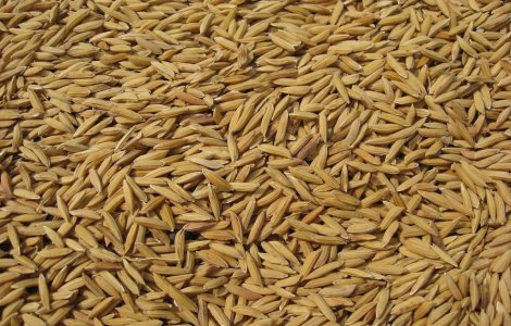 Guvernul nu vrea sa renunte la taxarea inversa pentru cereale pana in anul 2018