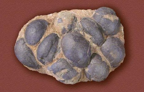 Cuiburi pline cu coji de oua de dinozaur, descoperite in Portugalia