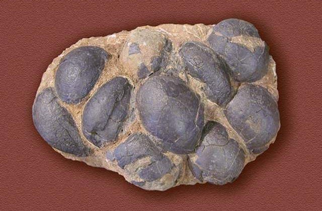 Cuiburi pline cu coji de oua de dinozaur, descoperite in Portugalia