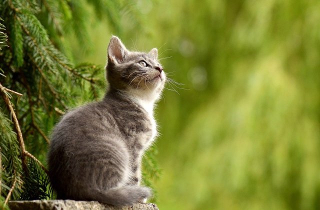 Obiceiuri zilnice care îți pot pune pisica în pericol