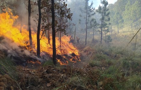 Sydney, grav afectat de fumul degajat de incendiile de vegetație