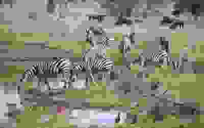 Un exemplar unic de zebră...